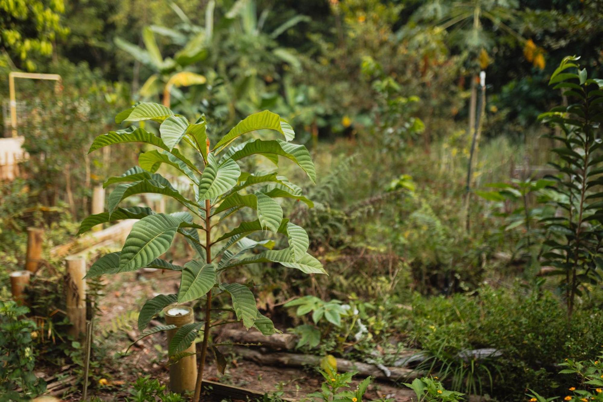 La Ponderosa Reserve Buritaca Eksteriør bilde