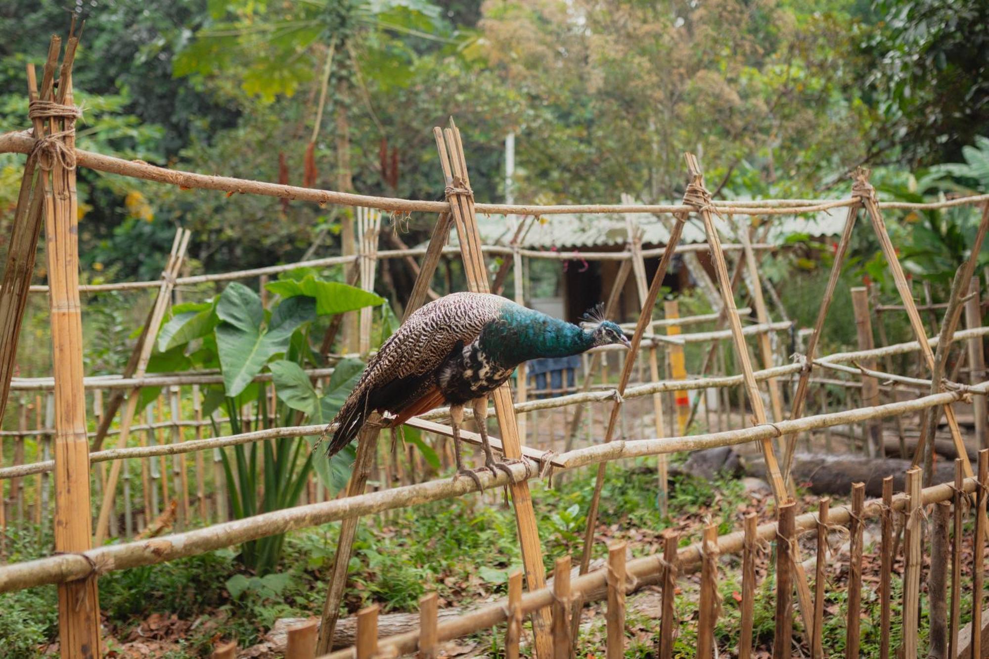 La Ponderosa Reserve Buritaca Eksteriør bilde